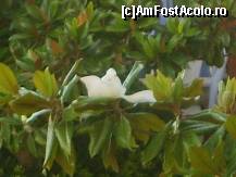 [P07] floare de ficus facuta din balconul hotelului » foto by cristilisca
 - 
<span class="allrVoted glyphicon glyphicon-heart hidden" id="av92496"></span>
<a class="m-l-10 hidden" id="sv92496" onclick="voting_Foto_DelVot(,92496,4051)" role="button">șterge vot <span class="glyphicon glyphicon-remove"></span></a>
<a id="v992496" class=" c-red"  onclick="voting_Foto_SetVot(92496)" role="button"><span class="glyphicon glyphicon-heart-empty"></span> <b>LIKE</b> = Votează poza</a> <img class="hidden"  id="f92496W9" src="/imagini/loader.gif" border="0" /><span class="AjErrMes hidden" id="e92496ErM"></span>