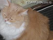 [P01] Acesta este MISU , el a pazit casa ! Are 8,5 kg si un metru cand se intinde. Suparat ca nu-l luam cu noi ! » foto by balasa violeta
 - 
<span class="allrVoted glyphicon glyphicon-heart hidden" id="av88081"></span>
<a class="m-l-10 hidden" id="sv88081" onclick="voting_Foto_DelVot(,88081,14)" role="button">șterge vot <span class="glyphicon glyphicon-remove"></span></a>
<a id="v988081" class=" c-red"  onclick="voting_Foto_SetVot(88081)" role="button"><span class="glyphicon glyphicon-heart-empty"></span> <b>LIKE</b> = Votează poza</a> <img class="hidden"  id="f88081W9" src="/imagini/loader.gif" border="0" /><span class="AjErrMes hidden" id="e88081ErM"></span>