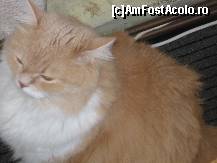 [P28] Acesta este Misu al nostru, nu cel de pe masa! » foto by balasa violeta
 - 
<span class="allrVoted glyphicon glyphicon-heart hidden" id="av209740"></span>
<a class="m-l-10 hidden" id="sv209740" onclick="voting_Foto_DelVot(,209740,14)" role="button">șterge vot <span class="glyphicon glyphicon-remove"></span></a>
<a id="v9209740" class=" c-red"  onclick="voting_Foto_SetVot(209740)" role="button"><span class="glyphicon glyphicon-heart-empty"></span> <b>LIKE</b> = Votează poza</a> <img class="hidden"  id="f209740W9" src="/imagini/loader.gif" border="0" /><span class="AjErrMes hidden" id="e209740ErM"></span>