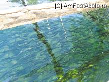 [P33] Un banc de pesti. » foto by balasa violeta
 - 
<span class="allrVoted glyphicon glyphicon-heart hidden" id="av88146"></span>
<a class="m-l-10 hidden" id="sv88146" onclick="voting_Foto_DelVot(,88146,14)" role="button">șterge vot <span class="glyphicon glyphicon-remove"></span></a>
<a id="v988146" class=" c-red"  onclick="voting_Foto_SetVot(88146)" role="button"><span class="glyphicon glyphicon-heart-empty"></span> <b>LIKE</b> = Votează poza</a> <img class="hidden"  id="f88146W9" src="/imagini/loader.gif" border="0" /><span class="AjErrMes hidden" id="e88146ErM"></span>