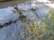 [P34] Alt banc de pesti. » foto by balasa violeta
 - 
<span class="allrVoted glyphicon glyphicon-heart hidden" id="av88147"></span>
<a class="m-l-10 hidden" id="sv88147" onclick="voting_Foto_DelVot(,88147,14)" role="button">șterge vot <span class="glyphicon glyphicon-remove"></span></a>
<a id="v988147" class=" c-red"  onclick="voting_Foto_SetVot(88147)" role="button"><span class="glyphicon glyphicon-heart-empty"></span> <b>LIKE</b> = Votează poza</a> <img class="hidden"  id="f88147W9" src="/imagini/loader.gif" border="0" /><span class="AjErrMes hidden" id="e88147ErM"></span>