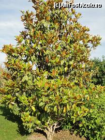 [P22] un FICUS, in Romania nu va creste niciodata asa » foto by samalex
 - 
<span class="allrVoted glyphicon glyphicon-heart hidden" id="av87663"></span>
<a class="m-l-10 hidden" id="sv87663" onclick="voting_Foto_DelVot(,87663,171)" role="button">șterge vot <span class="glyphicon glyphicon-remove"></span></a>
<a id="v987663" class=" c-red"  onclick="voting_Foto_SetVot(87663)" role="button"><span class="glyphicon glyphicon-heart-empty"></span> <b>LIKE</b> = Votează poza</a> <img class="hidden"  id="f87663W9" src="/imagini/loader.gif" border="0" /><span class="AjErrMes hidden" id="e87663ErM"></span>