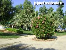 [P16] Hotel Surmeli Efes - un leandru inflorit langa piscina » foto by biancuta
 - 
<span class="allrVoted glyphicon glyphicon-heart hidden" id="av89033"></span>
<a class="m-l-10 hidden" id="sv89033" onclick="voting_Foto_DelVot(,89033,226)" role="button">șterge vot <span class="glyphicon glyphicon-remove"></span></a>
<a id="v989033" class=" c-red"  onclick="voting_Foto_SetVot(89033)" role="button"><span class="glyphicon glyphicon-heart-empty"></span> <b>LIKE</b> = Votează poza</a> <img class="hidden"  id="f89033W9" src="/imagini/loader.gif" border="0" /><span class="AjErrMes hidden" id="e89033ErM"></span>