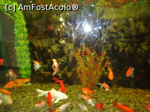 [P14] acvariul din hol » foto by buterfly*
 - 
<span class="allrVoted glyphicon glyphicon-heart hidden" id="av864358"></span>
<a class="m-l-10 hidden" id="sv864358" onclick="voting_Foto_DelVot(,864358,349)" role="button">șterge vot <span class="glyphicon glyphicon-remove"></span></a>
<a id="v9864358" class=" c-red"  onclick="voting_Foto_SetVot(864358)" role="button"><span class="glyphicon glyphicon-heart-empty"></span> <b>LIKE</b> = Votează poza</a> <img class="hidden"  id="f864358W9" src="/imagini/loader.gif" border="0" /><span class="AjErrMes hidden" id="e864358ErM"></span>