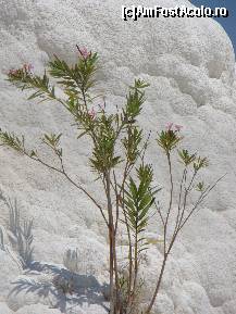 [P09] PAMUKKALE » foto by sebastian1981
 - 
<span class="allrVoted glyphicon glyphicon-heart hidden" id="av99889"></span>
<a class="m-l-10 hidden" id="sv99889" onclick="voting_Foto_DelVot(,99889,366)" role="button">șterge vot <span class="glyphicon glyphicon-remove"></span></a>
<a id="v999889" class=" c-red"  onclick="voting_Foto_SetVot(99889)" role="button"><span class="glyphicon glyphicon-heart-empty"></span> <b>LIKE</b> = Votează poza</a> <img class="hidden"  id="f99889W9" src="/imagini/loader.gif" border="0" /><span class="AjErrMes hidden" id="e99889ErM"></span>