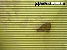 [P04] cuibul de viespi si pereti ... » foto by bataitza
 - 
<span class="allrVoted glyphicon glyphicon-heart hidden" id="av109123"></span>
<a class="m-l-10 hidden" id="sv109123" onclick="voting_Foto_DelVot(,109123,366)" role="button">șterge vot <span class="glyphicon glyphicon-remove"></span></a>
<a id="v9109123" class=" c-red"  onclick="voting_Foto_SetVot(109123)" role="button"><span class="glyphicon glyphicon-heart-empty"></span> <b>LIKE</b> = Votează poza</a> <img class="hidden"  id="f109123W9" src="/imagini/loader.gif" border="0" /><span class="AjErrMes hidden" id="e109123ErM"></span>