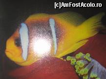 [P03] Pestele clovn sau Nemo, cum il numesc copii si prietenele sale anemonele de mare. » foto by IUBONI
 - 
<span class="allrVoted glyphicon glyphicon-heart hidden" id="av88995"></span>
<a class="m-l-10 hidden" id="sv88995" onclick="voting_Foto_DelVot(,88995,371)" role="button">șterge vot <span class="glyphicon glyphicon-remove"></span></a>
<a id="v988995" class=" c-red"  onclick="voting_Foto_SetVot(88995)" role="button"><span class="glyphicon glyphicon-heart-empty"></span> <b>LIKE</b> = Votează poza</a> <img class="hidden"  id="f88995W9" src="/imagini/loader.gif" border="0" /><span class="AjErrMes hidden" id="e88995ErM"></span>