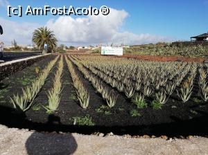 [P06] 6. Prima oprire este la „Finca Canarias Aloe Vera”.  » foto by msnd
 - 
<span class="allrVoted glyphicon glyphicon-heart hidden" id="av1055169"></span>
<a class="m-l-10 hidden" id="sv1055169" onclick="voting_Foto_DelVot(,1055169,383)" role="button">șterge vot <span class="glyphicon glyphicon-remove"></span></a>
<a id="v91055169" class=" c-red"  onclick="voting_Foto_SetVot(1055169)" role="button"><span class="glyphicon glyphicon-heart-empty"></span> <b>LIKE</b> = Votează poza</a> <img class="hidden"  id="f1055169W9" src="/imagini/loader.gif" border="0" /><span class="AjErrMes hidden" id="e1055169ErM"></span>