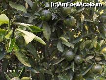 [P28] portocali in minunata gradina a hotelului » foto by cryss27
 - 
<span class="allrVoted glyphicon glyphicon-heart hidden" id="av228052"></span>
<a class="m-l-10 hidden" id="sv228052" onclick="voting_Foto_DelVot(,228052,4)" role="button">șterge vot <span class="glyphicon glyphicon-remove"></span></a>
<a id="v9228052" class=" c-red"  onclick="voting_Foto_SetVot(228052)" role="button"><span class="glyphicon glyphicon-heart-empty"></span> <b>LIKE</b> = Votează poza</a> <img class="hidden"  id="f228052W9" src="/imagini/loader.gif" border="0" /><span class="AjErrMes hidden" id="e228052ErM"></span>