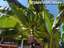 [P29] banani in gradina hotelului » foto by cryss27
 - 
<span class="allrVoted glyphicon glyphicon-heart hidden" id="av228053"></span>
<a class="m-l-10 hidden" id="sv228053" onclick="voting_Foto_DelVot(,228053,4)" role="button">șterge vot <span class="glyphicon glyphicon-remove"></span></a>
<a id="v9228053" class=" c-red"  onclick="voting_Foto_SetVot(228053)" role="button"><span class="glyphicon glyphicon-heart-empty"></span> <b>LIKE</b> = Votează poza</a> <img class="hidden"  id="f228053W9" src="/imagini/loader.gif" border="0" /><span class="AjErrMes hidden" id="e228053ErM"></span>