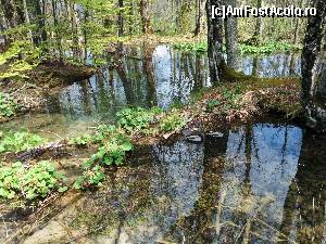 [P13] Pădurea acvatică, Plitvice » foto by GIN2015*
 - 
<span class="allrVoted glyphicon glyphicon-heart hidden" id="av659170"></span>
<a class="m-l-10 hidden" id="sv659170" onclick="voting_Foto_DelVot(,659170,412)" role="button">șterge vot <span class="glyphicon glyphicon-remove"></span></a>
<a id="v9659170" class=" c-red"  onclick="voting_Foto_SetVot(659170)" role="button"><span class="glyphicon glyphicon-heart-empty"></span> <b>LIKE</b> = Votează poza</a> <img class="hidden"  id="f659170W9" src="/imagini/loader.gif" border="0" /><span class="AjErrMes hidden" id="e659170ErM"></span>