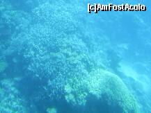 [P12] Hurghada – Recif de corali in Marea Rosie. » foto by iulianic
 - 
<span class="allrVoted glyphicon glyphicon-heart hidden" id="av226618"></span>
<a class="m-l-10 hidden" id="sv226618" onclick="voting_Foto_DelVot(,226618,454)" role="button">șterge vot <span class="glyphicon glyphicon-remove"></span></a>
<a id="v9226618" class=" c-red"  onclick="voting_Foto_SetVot(226618)" role="button"><span class="glyphicon glyphicon-heart-empty"></span> <b>LIKE</b> = Votează poza</a> <img class="hidden"  id="f226618W9" src="/imagini/loader.gif" border="0" /><span class="AjErrMes hidden" id="e226618ErM"></span>