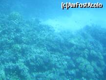 [P14] Hurghada – Recif de corali in Marea Rosie. » foto by iulianic
 - 
<span class="allrVoted glyphicon glyphicon-heart hidden" id="av226621"></span>
<a class="m-l-10 hidden" id="sv226621" onclick="voting_Foto_DelVot(,226621,454)" role="button">șterge vot <span class="glyphicon glyphicon-remove"></span></a>
<a id="v9226621" class=" c-red"  onclick="voting_Foto_SetVot(226621)" role="button"><span class="glyphicon glyphicon-heart-empty"></span> <b>LIKE</b> = Votează poza</a> <img class="hidden"  id="f226621W9" src="/imagini/loader.gif" border="0" /><span class="AjErrMes hidden" id="e226621ErM"></span>