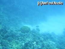 [P15] Hurghada – Recif de corali in Marea Rosie. » foto by iulianic
 - 
<span class="allrVoted glyphicon glyphicon-heart hidden" id="av226622"></span>
<a class="m-l-10 hidden" id="sv226622" onclick="voting_Foto_DelVot(,226622,454)" role="button">șterge vot <span class="glyphicon glyphicon-remove"></span></a>
<a id="v9226622" class=" c-red"  onclick="voting_Foto_SetVot(226622)" role="button"><span class="glyphicon glyphicon-heart-empty"></span> <b>LIKE</b> = Votează poza</a> <img class="hidden"  id="f226622W9" src="/imagini/loader.gif" border="0" /><span class="AjErrMes hidden" id="e226622ErM"></span>