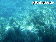 [P16] Hurghada – Recif de corali in Marea Rosie. » foto by iulianic
 - 
<span class="allrVoted glyphicon glyphicon-heart hidden" id="av226623"></span>
<a class="m-l-10 hidden" id="sv226623" onclick="voting_Foto_DelVot(,226623,454)" role="button">șterge vot <span class="glyphicon glyphicon-remove"></span></a>
<a id="v9226623" class=" c-red"  onclick="voting_Foto_SetVot(226623)" role="button"><span class="glyphicon glyphicon-heart-empty"></span> <b>LIKE</b> = Votează poza</a> <img class="hidden"  id="f226623W9" src="/imagini/loader.gif" border="0" /><span class="AjErrMes hidden" id="e226623ErM"></span>