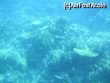 [P17] Hurghada – Recif de corali in Marea Rosie. » foto by iulianic
 - 
<span class="allrVoted glyphicon glyphicon-heart hidden" id="av226624"></span>
<a class="m-l-10 hidden" id="sv226624" onclick="voting_Foto_DelVot(,226624,454)" role="button">șterge vot <span class="glyphicon glyphicon-remove"></span></a>
<a id="v9226624" class=" c-red"  onclick="voting_Foto_SetVot(226624)" role="button"><span class="glyphicon glyphicon-heart-empty"></span> <b>LIKE</b> = Votează poza</a> <img class="hidden"  id="f226624W9" src="/imagini/loader.gif" border="0" /><span class="AjErrMes hidden" id="e226624ErM"></span>