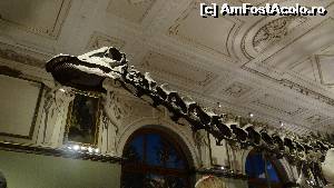 [P47] Naturhistorisches Museum - schelete de dinozauri » foto by Camelia19
 - 
<span class="allrVoted glyphicon glyphicon-heart hidden" id="av601101"></span>
<a class="m-l-10 hidden" id="sv601101" onclick="voting_Foto_DelVot(,601101,461)" role="button">șterge vot <span class="glyphicon glyphicon-remove"></span></a>
<a id="v9601101" class=" c-red"  onclick="voting_Foto_SetVot(601101)" role="button"><span class="glyphicon glyphicon-heart-empty"></span> <b>LIKE</b> = Votează poza</a> <img class="hidden"  id="f601101W9" src="/imagini/loader.gif" border="0" /><span class="AjErrMes hidden" id="e601101ErM"></span>