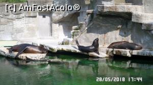 [P23] La Zoo Viena » foto by ungureanica
 - 
<span class="allrVoted glyphicon glyphicon-heart hidden" id="av972213"></span>
<a class="m-l-10 hidden" id="sv972213" onclick="voting_Foto_DelVot(,972213,461)" role="button">șterge vot <span class="glyphicon glyphicon-remove"></span></a>
<a id="v9972213" class=" c-red"  onclick="voting_Foto_SetVot(972213)" role="button"><span class="glyphicon glyphicon-heart-empty"></span> <b>LIKE</b> = Votează poza</a> <img class="hidden"  id="f972213W9" src="/imagini/loader.gif" border="0" /><span class="AjErrMes hidden" id="e972213ErM"></span>