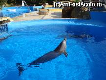 [P14] Spectacol cu delfini la Marineland » foto by ileanaxperta*
 - 
<span class="allrVoted glyphicon glyphicon-heart hidden" id="av19694"></span>
<a class="m-l-10 hidden" id="sv19694" onclick="voting_Foto_DelVot(,19694,480)" role="button">șterge vot <span class="glyphicon glyphicon-remove"></span></a>
<a id="v919694" class=" c-red"  onclick="voting_Foto_SetVot(19694)" role="button"><span class="glyphicon glyphicon-heart-empty"></span> <b>LIKE</b> = Votează poza</a> <img class="hidden"  id="f19694W9" src="/imagini/loader.gif" border="0" /><span class="AjErrMes hidden" id="e19694ErM"></span>