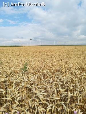 [P01] Imagine emblematică pentru Dobrogea: grâne și eoliene. » foto by tata123 🔱
 - 
<span class="allrVoted glyphicon glyphicon-heart hidden" id="av1236702"></span>
<a class="m-l-10 hidden" id="sv1236702" onclick="voting_Foto_DelVot(,1236702,766)" role="button">șterge vot <span class="glyphicon glyphicon-remove"></span></a>
<a id="v91236702" class=" c-red"  onclick="voting_Foto_SetVot(1236702)" role="button"><span class="glyphicon glyphicon-heart-empty"></span> <b>LIKE</b> = Votează poza</a> <img class="hidden"  id="f1236702W9" src="/imagini/loader.gif" border="0" /><span class="AjErrMes hidden" id="e1236702ErM"></span>