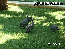 [P12]  -- <small>// FĂRĂ DESCRIERE</small> » foto by antalgbr
 - 
<span class="allrVoted glyphicon glyphicon-heart hidden" id="av109923"></span>
<a class="m-l-10 hidden" id="sv109923" onclick="voting_Foto_DelVot(,109923,8)" role="button">șterge vot <span class="glyphicon glyphicon-remove"></span></a>
<a id="v9109923" class=" c-red"  onclick="voting_Foto_SetVot(109923)" role="button"><span class="glyphicon glyphicon-heart-empty"></span> <b>LIKE</b> = Votează poza</a> <img class="hidden"  id="f109923W9" src="/imagini/loader.gif" border="0" /><span class="AjErrMes hidden" id="e109923ErM"></span>