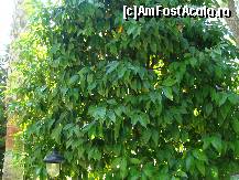 [P153] Portocal. » foto by antalgbr
 - 
<span class="allrVoted glyphicon glyphicon-heart hidden" id="av115821"></span>
<a class="m-l-10 hidden" id="sv115821" onclick="voting_Foto_DelVot(,115821,8)" role="button">șterge vot <span class="glyphicon glyphicon-remove"></span></a>
<a id="v9115821" class=" c-red"  onclick="voting_Foto_SetVot(115821)" role="button"><span class="glyphicon glyphicon-heart-empty"></span> <b>LIKE</b> = Votează poza</a> <img class="hidden"  id="f115821W9" src="/imagini/loader.gif" border="0" /><span class="AjErrMes hidden" id="e115821ErM"></span>