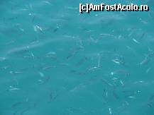 [P158] Apa foarte curata si foarte sarata. » foto by antalgbr
 - 
<span class="allrVoted glyphicon glyphicon-heart hidden" id="av115830"></span>
<a class="m-l-10 hidden" id="sv115830" onclick="voting_Foto_DelVot(,115830,8)" role="button">șterge vot <span class="glyphicon glyphicon-remove"></span></a>
<a id="v9115830" class=" c-red"  onclick="voting_Foto_SetVot(115830)" role="button"><span class="glyphicon glyphicon-heart-empty"></span> <b>LIKE</b> = Votează poza</a> <img class="hidden"  id="f115830W9" src="/imagini/loader.gif" border="0" /><span class="AjErrMes hidden" id="e115830ErM"></span>