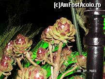 [P24]  -- <small>// FĂRĂ DESCRIERE</small> » foto by antalgbr
 - 
<span class="allrVoted glyphicon glyphicon-heart hidden" id="av109943"></span>
<a class="m-l-10 hidden" id="sv109943" onclick="voting_Foto_DelVot(,109943,8)" role="button">șterge vot <span class="glyphicon glyphicon-remove"></span></a>
<a id="v9109943" class=" c-red"  onclick="voting_Foto_SetVot(109943)" role="button"><span class="glyphicon glyphicon-heart-empty"></span> <b>LIKE</b> = Votează poza</a> <img class="hidden"  id="f109943W9" src="/imagini/loader.gif" border="0" /><span class="AjErrMes hidden" id="e109943ErM"></span>