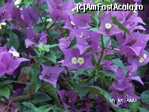 [P30]  -- <small>// FĂRĂ DESCRIERE</small> » foto by antalgbr
 - 
<span class="allrVoted glyphicon glyphicon-heart hidden" id="av109949"></span>
<a class="m-l-10 hidden" id="sv109949" onclick="voting_Foto_DelVot(,109949,8)" role="button">șterge vot <span class="glyphicon glyphicon-remove"></span></a>
<a id="v9109949" class=" c-red"  onclick="voting_Foto_SetVot(109949)" role="button"><span class="glyphicon glyphicon-heart-empty"></span> <b>LIKE</b> = Votează poza</a> <img class="hidden"  id="f109949W9" src="/imagini/loader.gif" border="0" /><span class="AjErrMes hidden" id="e109949ErM"></span>