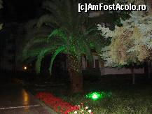 [P76] Palmier luminat feeric. » foto by antalgbr
 - 
<span class="allrVoted glyphicon glyphicon-heart hidden" id="av115721"></span>
<a class="m-l-10 hidden" id="sv115721" onclick="voting_Foto_DelVot(,115721,8)" role="button">șterge vot <span class="glyphicon glyphicon-remove"></span></a>
<a id="v9115721" class=" c-red"  onclick="voting_Foto_SetVot(115721)" role="button"><span class="glyphicon glyphicon-heart-empty"></span> <b>LIKE</b> = Votează poza</a> <img class="hidden"  id="f115721W9" src="/imagini/loader.gif" border="0" /><span class="AjErrMes hidden" id="e115721ErM"></span>