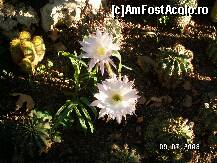 [P08]  -- <small>// FĂRĂ DESCRIERE</small> » foto by antalgbr
 - 
<span class="allrVoted glyphicon glyphicon-heart hidden" id="av109910"></span>
<a class="m-l-10 hidden" id="sv109910" onclick="voting_Foto_DelVot(,109910,8)" role="button">șterge vot <span class="glyphicon glyphicon-remove"></span></a>
<a id="v9109910" class=" c-red"  onclick="voting_Foto_SetVot(109910)" role="button"><span class="glyphicon glyphicon-heart-empty"></span> <b>LIKE</b> = Votează poza</a> <img class="hidden"  id="f109910W9" src="/imagini/loader.gif" border="0" /><span class="AjErrMes hidden" id="e109910ErM"></span>