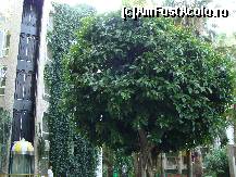 [P97] Ficus. » foto by antalgbr
 - 
<span class="allrVoted glyphicon glyphicon-heart hidden" id="av115742"></span>
<a class="m-l-10 hidden" id="sv115742" onclick="voting_Foto_DelVot(,115742,8)" role="button">șterge vot <span class="glyphicon glyphicon-remove"></span></a>
<a id="v9115742" class=" c-red"  onclick="voting_Foto_SetVot(115742)" role="button"><span class="glyphicon glyphicon-heart-empty"></span> <b>LIKE</b> = Votează poza</a> <img class="hidden"  id="f115742W9" src="/imagini/loader.gif" border="0" /><span class="AjErrMes hidden" id="e115742ErM"></span>