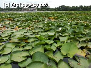 [P14] Lacul din Neptun, un loc potrivit pentru plimbări seara sau dacă nu este vreme bună de plajă. Sunt nuferi și lebede, iar seara broaștele dau concert gratuit » foto by Mika
 - 
<span class="allrVoted glyphicon glyphicon-heart hidden" id="av1171987"></span>
<a class="m-l-10 hidden" id="sv1171987" onclick="voting_Foto_DelVot(,1171987,824)" role="button">șterge vot <span class="glyphicon glyphicon-remove"></span></a>
<a id="v91171987" class=" c-red"  onclick="voting_Foto_SetVot(1171987)" role="button"><span class="glyphicon glyphicon-heart-empty"></span> <b>LIKE</b> = Votează poza</a> <img class="hidden"  id="f1171987W9" src="/imagini/loader.gif" border="0" /><span class="AjErrMes hidden" id="e1171987ErM"></span>