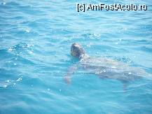 [P08] Nu ratati in Laganas caretta-caretta!!! » foto by raluka1312
 - 
<span class="allrVoted glyphicon glyphicon-heart hidden" id="av240668"></span>
<a class="m-l-10 hidden" id="sv240668" onclick="voting_Foto_DelVot(,240668,872)" role="button">șterge vot <span class="glyphicon glyphicon-remove"></span></a>
<a id="v9240668" class=" c-red"  onclick="voting_Foto_SetVot(240668)" role="button"><span class="glyphicon glyphicon-heart-empty"></span> <b>LIKE</b> = Votează poza</a> <img class="hidden"  id="f240668W9" src="/imagini/loader.gif" border="0" /><span class="AjErrMes hidden" id="e240668ErM"></span>