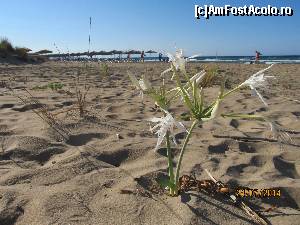 [P11] in plan indepartat Banana Beach, Zakinthos » foto by nico_sara
 - 
<span class="allrVoted glyphicon glyphicon-heart hidden" id="av612208"></span>
<a class="m-l-10 hidden" id="sv612208" onclick="voting_Foto_DelVot(,612208,872)" role="button">șterge vot <span class="glyphicon glyphicon-remove"></span></a>
<a id="v9612208" class=" c-red"  onclick="voting_Foto_SetVot(612208)" role="button"><span class="glyphicon glyphicon-heart-empty"></span> <b>LIKE</b> = Votează poza</a> <img class="hidden"  id="f612208W9" src="/imagini/loader.gif" border="0" /><span class="AjErrMes hidden" id="e612208ErM"></span>