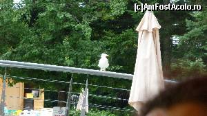 [P12] furaciosul, daca lasai pe masa mancarea sa iti mai aduci ceva, nu o mai gaseai, dansul era la datorie, papa cartofii prajiti si apoi beia apa din piscina :))  » foto by elee
 - 
<span class="allrVoted glyphicon glyphicon-heart hidden" id="av528151"></span>
<a class="m-l-10 hidden" id="sv528151" onclick="voting_Foto_DelVot(,528151,881)" role="button">șterge vot <span class="glyphicon glyphicon-remove"></span></a>
<a id="v9528151" class=" c-red"  onclick="voting_Foto_SetVot(528151)" role="button"><span class="glyphicon glyphicon-heart-empty"></span> <b>LIKE</b> = Votează poza</a> <img class="hidden"  id="f528151W9" src="/imagini/loader.gif" border="0" /><span class="AjErrMes hidden" id="e528151ErM"></span>