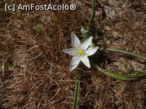 [P08] Plin de floricele » foto by fanespoitorul
 - 
<span class="allrVoted glyphicon glyphicon-heart hidden" id="av958132"></span>
<a class="m-l-10 hidden" id="sv958132" onclick="voting_Foto_DelVot(,958132,920)" role="button">șterge vot <span class="glyphicon glyphicon-remove"></span></a>
<a id="v9958132" class=" c-red"  onclick="voting_Foto_SetVot(958132)" role="button"><span class="glyphicon glyphicon-heart-empty"></span> <b>LIKE</b> = Votează poza</a> <img class="hidden"  id="f958132W9" src="/imagini/loader.gif" border="0" /><span class="AjErrMes hidden" id="e958132ErM"></span>