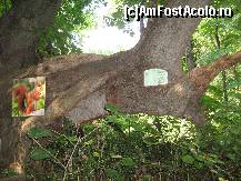 [P02] drumul prin rezervatie » foto by ecosistem
 - 
<span class="allrVoted glyphicon glyphicon-heart hidden" id="av120645"></span>
<a class="m-l-10 hidden" id="sv120645" onclick="voting_Foto_DelVot(,120645,921)" role="button">șterge vot <span class="glyphicon glyphicon-remove"></span></a>
<a id="v9120645" class=" c-red"  onclick="voting_Foto_SetVot(120645)" role="button"><span class="glyphicon glyphicon-heart-empty"></span> <b>LIKE</b> = Votează poza</a> <img class="hidden"  id="f120645W9" src="/imagini/loader.gif" border="0" /><span class="AjErrMes hidden" id="e120645ErM"></span>