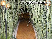 [P18] trestia de zahar de la capatul podetului » foto by neagugaby
 - 
<span class="allrVoted glyphicon glyphicon-heart hidden" id="av109347"></span>
<a class="m-l-10 hidden" id="sv109347" onclick="voting_Foto_DelVot(,109347,921)" role="button">șterge vot <span class="glyphicon glyphicon-remove"></span></a>
<a id="v9109347" class=" c-red"  onclick="voting_Foto_SetVot(109347)" role="button"><span class="glyphicon glyphicon-heart-empty"></span> <b>LIKE</b> = Votează poza</a> <img class="hidden"  id="f109347W9" src="/imagini/loader.gif" border="0" /><span class="AjErrMes hidden" id="e109347ErM"></span>