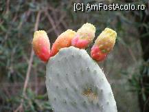 [P21] Paleokatritsa-cactus cu patru 'degete'decat... » foto by danic6753
 - 
<span class="allrVoted glyphicon glyphicon-heart hidden" id="av82339"></span>
<a class="m-l-10 hidden" id="sv82339" onclick="voting_Foto_DelVot(,82339,946)" role="button">șterge vot <span class="glyphicon glyphicon-remove"></span></a>
<a id="v982339" class=" c-red"  onclick="voting_Foto_SetVot(82339)" role="button"><span class="glyphicon glyphicon-heart-empty"></span> <b>LIKE</b> = Votează poza</a> <img class="hidden"  id="f82339W9" src="/imagini/loader.gif" border="0" /><span class="AjErrMes hidden" id="e82339ErM"></span>