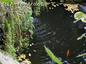 P15 [OCT-2023] Pensiunea Domnescu, Sălişte - iazul cu peşti exotici