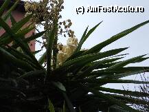 [P19] yucca inflorita, a fost primada data cand le-am vazut in toata splendoarea lor » foto by danoradea
 - 
<span class="allrVoted glyphicon glyphicon-heart hidden" id="av26037"></span>
<a class="m-l-10 hidden" id="sv26037" onclick="voting_Foto_DelVot(,26037,996)" role="button">șterge vot <span class="glyphicon glyphicon-remove"></span></a>
<a id="v926037" class=" c-red"  onclick="voting_Foto_SetVot(26037)" role="button"><span class="glyphicon glyphicon-heart-empty"></span> <b>LIKE</b> = Votează poza</a> <img class="hidden"  id="f26037W9" src="/imagini/loader.gif" border="0" /><span class="AjErrMes hidden" id="e26037ErM"></span>