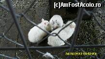 [P92] la minizoo am admirat acesti frumosi iepurasi,,cu cap de leu''. » foto by adryana
 - 
<span class="allrVoted glyphicon glyphicon-heart hidden" id="av293993"></span>
<a class="m-l-10 hidden" id="sv293993" onclick="voting_Foto_DelVot(,293993,1079)" role="button">șterge vot <span class="glyphicon glyphicon-remove"></span></a>
<a id="v9293993" class=" c-red"  onclick="voting_Foto_SetVot(293993)" role="button"><span class="glyphicon glyphicon-heart-empty"></span> <b>LIKE</b> = Votează poza</a> <img class="hidden"  id="f293993W9" src="/imagini/loader.gif" border="0" /><span class="AjErrMes hidden" id="e293993ErM"></span>