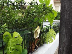 [P32] Am găsit chiar şi o 'monstera deliciosa' înflorită!  » foto by irinad
 - 
<span class="allrVoted glyphicon glyphicon-heart hidden" id="av790898"></span>
<a class="m-l-10 hidden" id="sv790898" onclick="voting_Foto_DelVot(,790898,1121)" role="button">șterge vot <span class="glyphicon glyphicon-remove"></span></a>
<a id="v9790898" class=" c-red"  onclick="voting_Foto_SetVot(790898)" role="button"><span class="glyphicon glyphicon-heart-empty"></span> <b>LIKE</b> = Votează poza</a> <img class="hidden"  id="f790898W9" src="/imagini/loader.gif" border="0" /><span class="AjErrMes hidden" id="e790898ErM"></span>