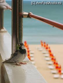 [P09] Vedere din balcon. Plaja este goala, toata lumea e la masa :) » foto by escu
 - 
<span class="allrVoted glyphicon glyphicon-heart hidden" id="av95094"></span>
<a class="m-l-10 hidden" id="sv95094" onclick="voting_Foto_DelVot(,95094,1145)" role="button">șterge vot <span class="glyphicon glyphicon-remove"></span></a>
<a id="v995094" class=" c-red"  onclick="voting_Foto_SetVot(95094)" role="button"><span class="glyphicon glyphicon-heart-empty"></span> <b>LIKE</b> = Votează poza</a> <img class="hidden"  id="f95094W9" src="/imagini/loader.gif" border="0" /><span class="AjErrMes hidden" id="e95094ErM"></span>