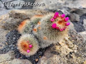 [P10] Jardin de Cactus » foto by crismis
 - 
<span class="allrVoted glyphicon glyphicon-heart hidden" id="av1483702"></span>
<a class="m-l-10 hidden" id="sv1483702" onclick="voting_Foto_DelVot(,1483702,1154)" role="button">șterge vot <span class="glyphicon glyphicon-remove"></span></a>
<a id="v91483702" class=" c-red"  onclick="voting_Foto_SetVot(1483702)" role="button"><span class="glyphicon glyphicon-heart-empty"></span> <b>LIKE</b> = Votează poza</a> <img class="hidden"  id="f1483702W9" src="/imagini/loader.gif" border="0" /><span class="AjErrMes hidden" id="e1483702ErM"></span>