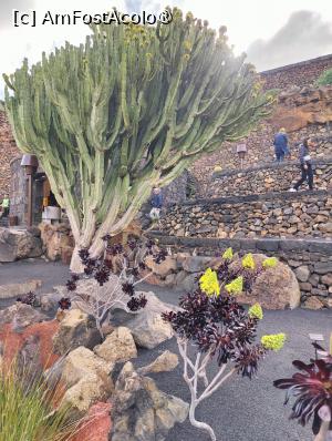 [P11] Jardin de Cactus » foto by crismis
 - 
<span class="allrVoted glyphicon glyphicon-heart hidden" id="av1483703"></span>
<a class="m-l-10 hidden" id="sv1483703" onclick="voting_Foto_DelVot(,1483703,1154)" role="button">șterge vot <span class="glyphicon glyphicon-remove"></span></a>
<a id="v91483703" class=" c-red"  onclick="voting_Foto_SetVot(1483703)" role="button"><span class="glyphicon glyphicon-heart-empty"></span> <b>LIKE</b> = Votează poza</a> <img class="hidden"  id="f1483703W9" src="/imagini/loader.gif" border="0" /><span class="AjErrMes hidden" id="e1483703ErM"></span>