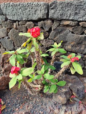 [P17] Jardin de Cactus » foto by crismis
 - 
<span class="allrVoted glyphicon glyphicon-heart hidden" id="av1483709"></span>
<a class="m-l-10 hidden" id="sv1483709" onclick="voting_Foto_DelVot(,1483709,1154)" role="button">șterge vot <span class="glyphicon glyphicon-remove"></span></a>
<a id="v91483709" class=" c-red"  onclick="voting_Foto_SetVot(1483709)" role="button"><span class="glyphicon glyphicon-heart-empty"></span> <b>LIKE</b> = Votează poza</a> <img class="hidden"  id="f1483709W9" src="/imagini/loader.gif" border="0" /><span class="AjErrMes hidden" id="e1483709ErM"></span>