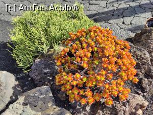 [P05] Jardin de Cactus » foto by crismis
 - 
<span class="allrVoted glyphicon glyphicon-heart hidden" id="av1483697"></span>
<a class="m-l-10 hidden" id="sv1483697" onclick="voting_Foto_DelVot(,1483697,1154)" role="button">șterge vot <span class="glyphicon glyphicon-remove"></span></a>
<a id="v91483697" class=" c-red"  onclick="voting_Foto_SetVot(1483697)" role="button"><span class="glyphicon glyphicon-heart-empty"></span> <b>LIKE</b> = Votează poza</a> <img class="hidden"  id="f1483697W9" src="/imagini/loader.gif" border="0" /><span class="AjErrMes hidden" id="e1483697ErM"></span>