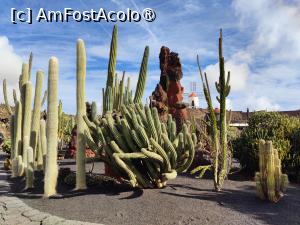 [P06] Jardin de Cactus » foto by crismis
 - 
<span class="allrVoted glyphicon glyphicon-heart hidden" id="av1483698"></span>
<a class="m-l-10 hidden" id="sv1483698" onclick="voting_Foto_DelVot(,1483698,1154)" role="button">șterge vot <span class="glyphicon glyphicon-remove"></span></a>
<a id="v91483698" class=" c-red"  onclick="voting_Foto_SetVot(1483698)" role="button"><span class="glyphicon glyphicon-heart-empty"></span> <b>LIKE</b> = Votează poza</a> <img class="hidden"  id="f1483698W9" src="/imagini/loader.gif" border="0" /><span class="AjErrMes hidden" id="e1483698ErM"></span>